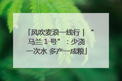风吹麦浪一线行｜“马兰 1 号”：少浇一次水 多产一成粮